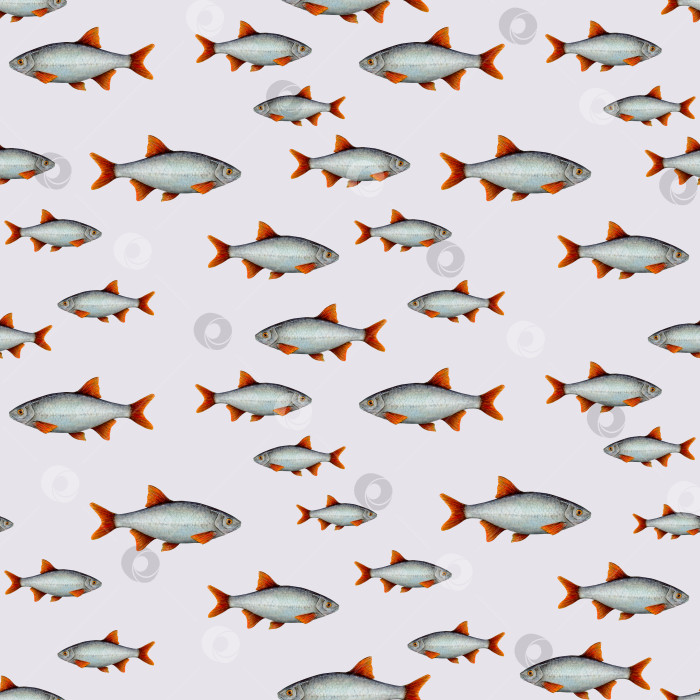Скачать Акварельный рисунок рыбы с красными плавниками разных размеров на бледном фоне. Ручная роспись для обоев, логотипов, баннеров, иконок, открыток, листовок, текстиля, открыток, оберточной бумаги, наклеек, обоев для рабочего стола фотосток Ozero