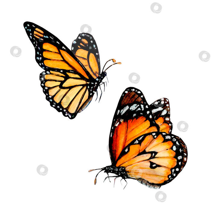 Скачать Акварельная иллюстрация красивых оранжевых и коричневых бабочек-махаонов на белом фоне. Нанесение логотипов, наклеек, приглашений, принтов и открыток фотосток Ozero