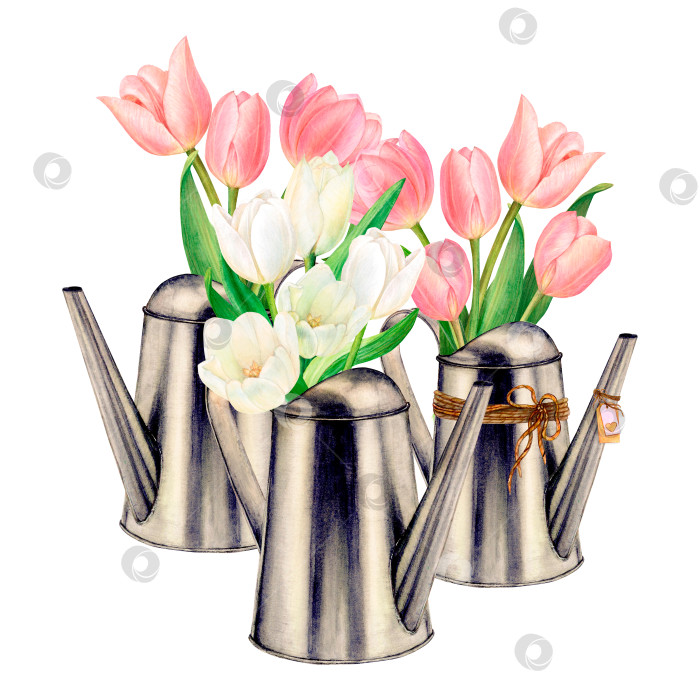 Скачать Нарисованный акварелью набор металлических лейок с красивыми букетами белых и розовых тюльпанов на белом фоне. Идеально подходит для нанесения наклеек, логотипов, салфеток, текстильной печати фотосток Ozero
