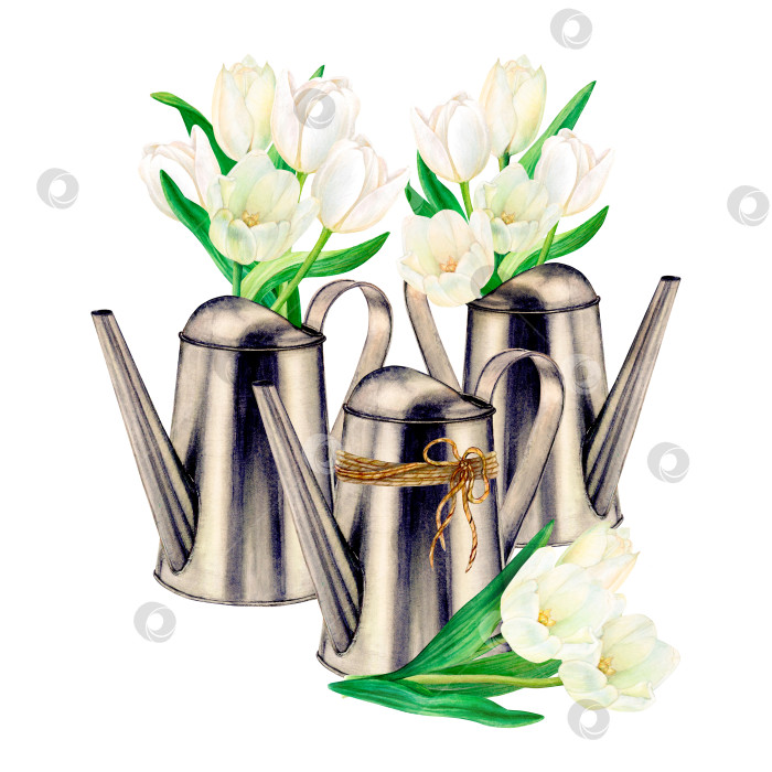 Скачать Нарисованный акварелью набор металлических лейок с красивыми букетами белых тюльпанов на белом фоне. Идеально подходит для нанесения наклеек, логотипов, салфеток, текстильной печати фотосток Ozero