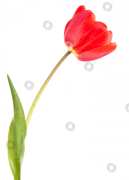 Скачать красный тюльпан. изолированный на белом фоне фотосток Ozero