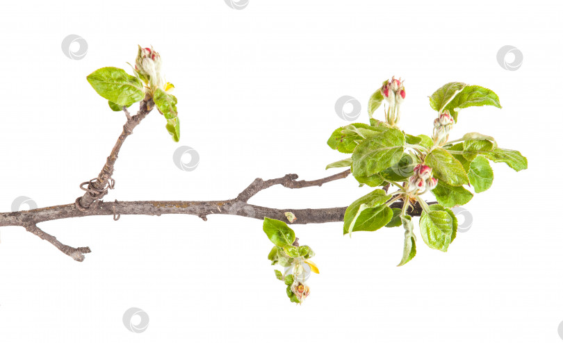 Скачать Цветущая ветка яблони. Маленькие листья и цветы. изолированный на белом фоне фотосток Ozero