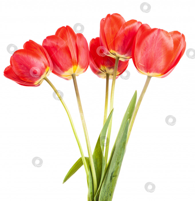Скачать букет красных тюльпанов, выделенных на белом фоне фотосток Ozero