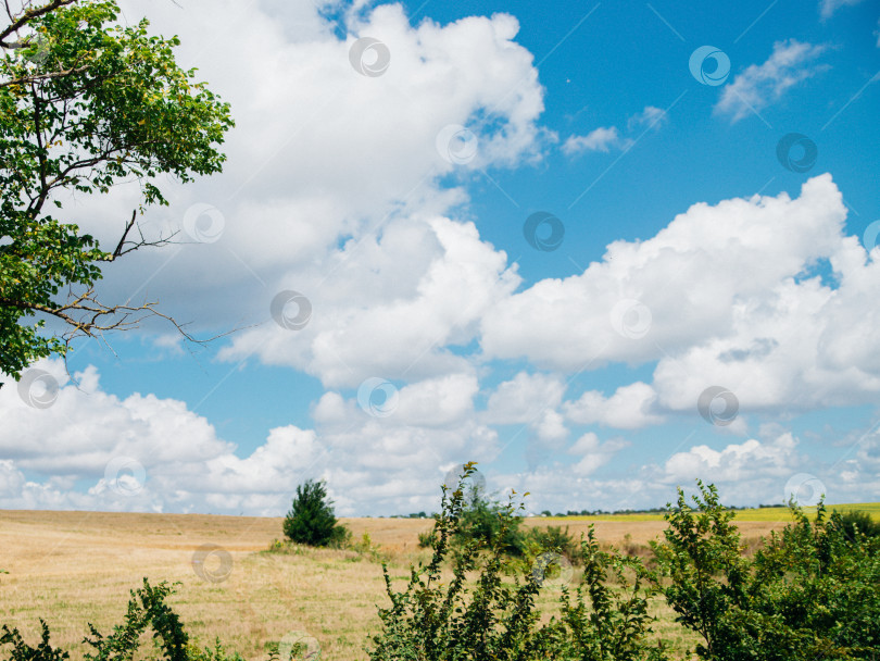 Скачать Панорамный вид на голубое небо с множеством красивых белых облаков над желтой полосой полей в солнечный день. Зеленые сочные деревья. Красота заложена в природе. фотосток Ozero