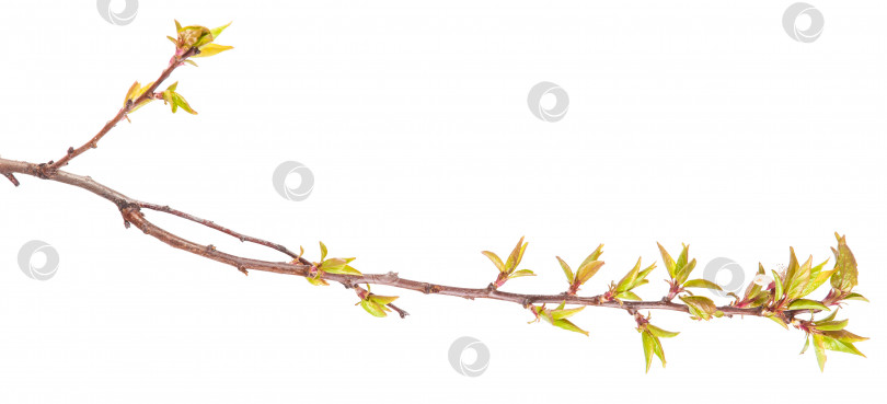 Скачать ветка абрикосового дерева с молодыми листьями. изолированный на белом фоне фотосток Ozero