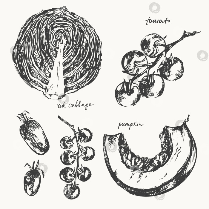 Скачать Рисованная от руки овощная иллюстрация, эскиз еды. фотосток Ozero