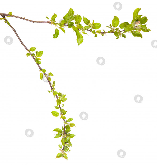 Скачать ветви яблонь с молодыми листьями. изолированный на белом фоне фотосток Ozero