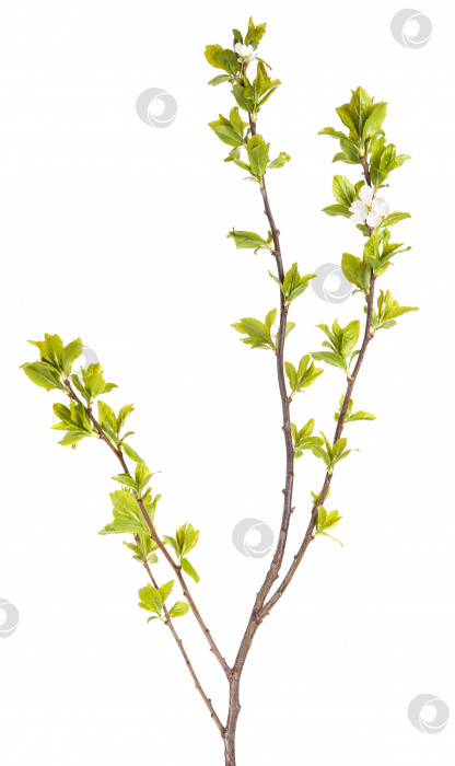 Скачать ветви яблонь с молодыми листьями. изолированный на белом фоне фотосток Ozero