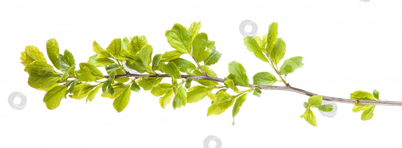 Скачать ветка тернового дерева с молодыми листьями. изолированный на белом фоне фотосток Ozero