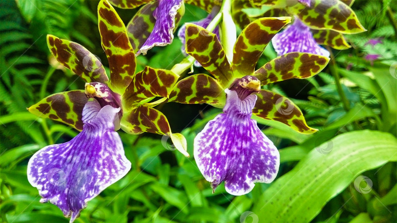 Скачать Прекрасные цветущие орхидеи. фотосток Ozero