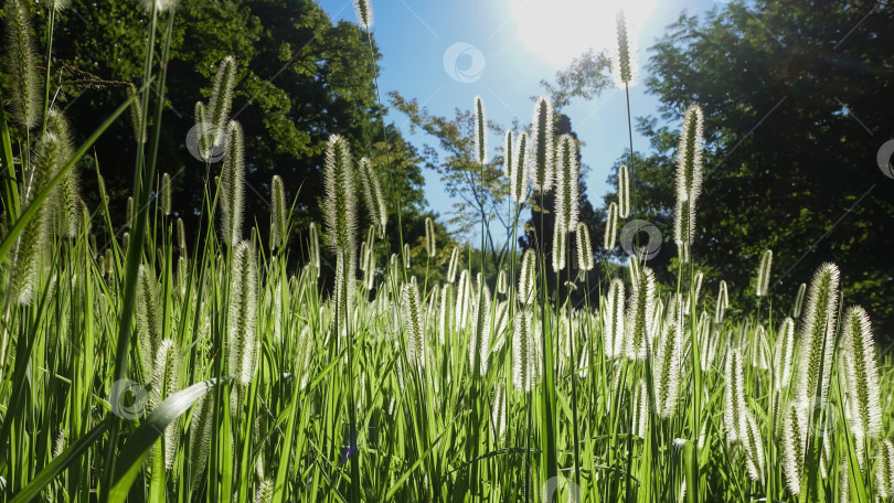 Скачать На поляне в парке много зеленой травы с пушистыми колосками, подсвеченными солнцем фотосток Ozero