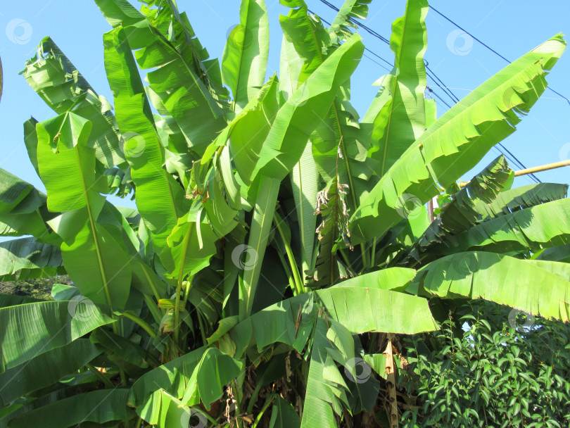 Скачать банановое дерево фотосток Ozero