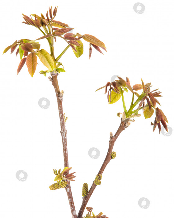 Скачать цветущая ветвь грецкого ореха, выделенная на белом фоне фотосток Ozero
