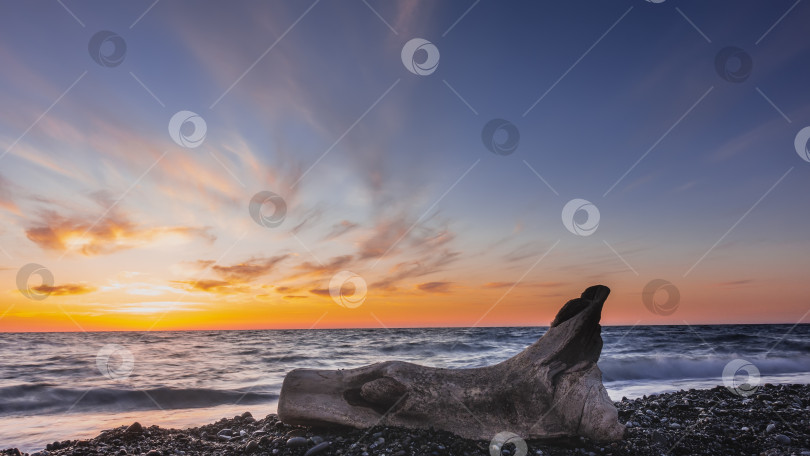 Скачать Старое, обветренное, живописное бревно лежит на галечном пляже. Вечер. фотосток Ozero