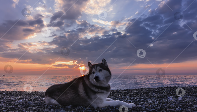 Скачать Сибирский хаски на фоне закатного неба и моря. фотосток Ozero