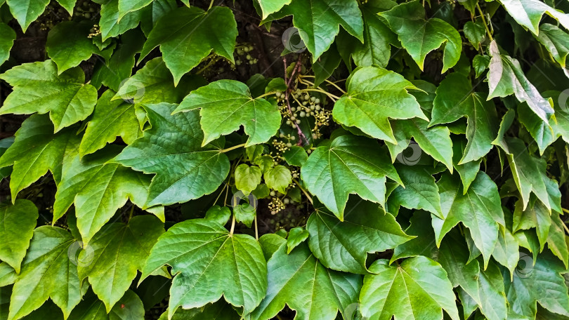 Скачать Ярко-зеленые блестящие листья дикого винограда Parthenocissus tricuspidata. Крупный план. Полноэкранный режим. фотосток Ozero