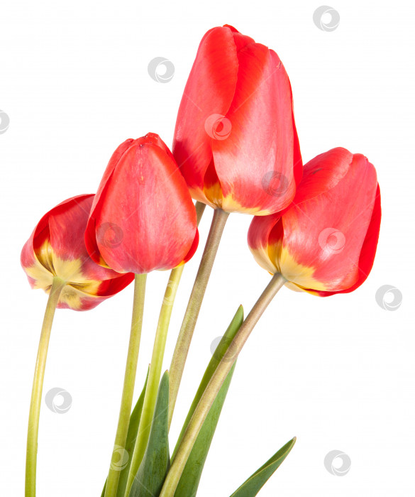 Скачать букет красных тюльпанов, выделенных на белом фоне фотосток Ozero