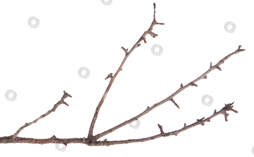 Скачать Сухие ветви деревьев изолированы не на белом фоне фотосток Ozero