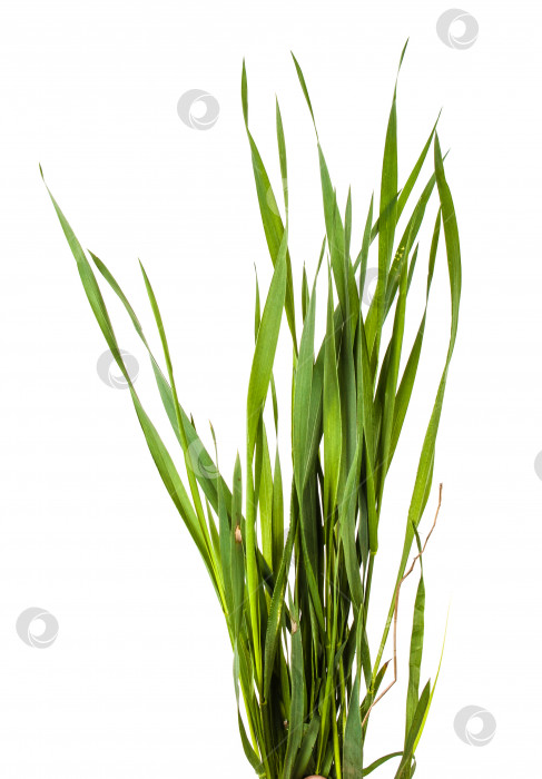 Скачать Зеленая трава, выделенная на белом фоне фотосток Ozero