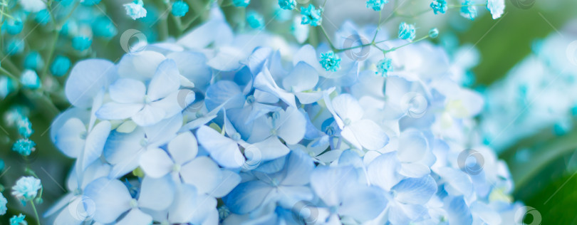 Скачать Красивый цветочный фон из нежной голубой гортензии и зеленого фотосток Ozero