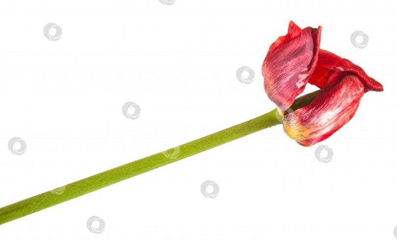Скачать увядший красный тюльпан, выделенный на белом фоне фотосток Ozero