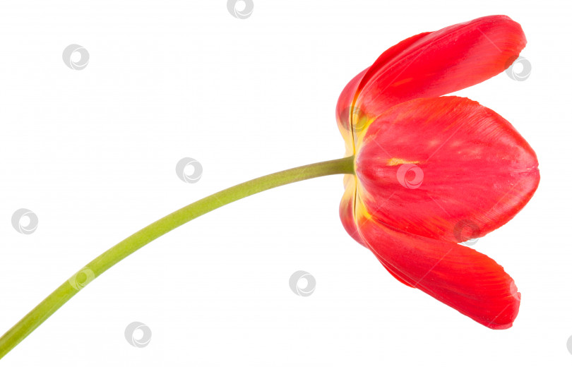 Скачать красный тюльпан. изолированный на белом фоне фотосток Ozero