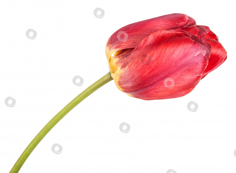 Скачать увядший красный тюльпан, выделенный на белом фоне фотосток Ozero