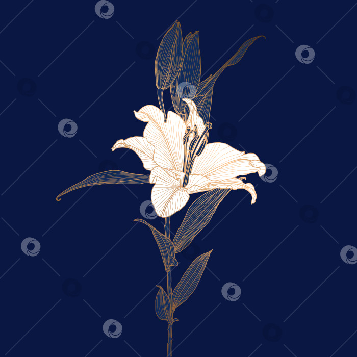 Скачать Линейный рисунок цветка золотой лилии с белой головкой на темно-синем фоне фотосток Ozero