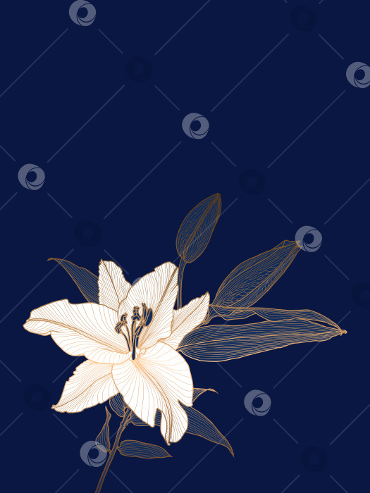 Скачать Цветок лилии с белой головкой цветка на темно-синем фоне фотосток Ozero