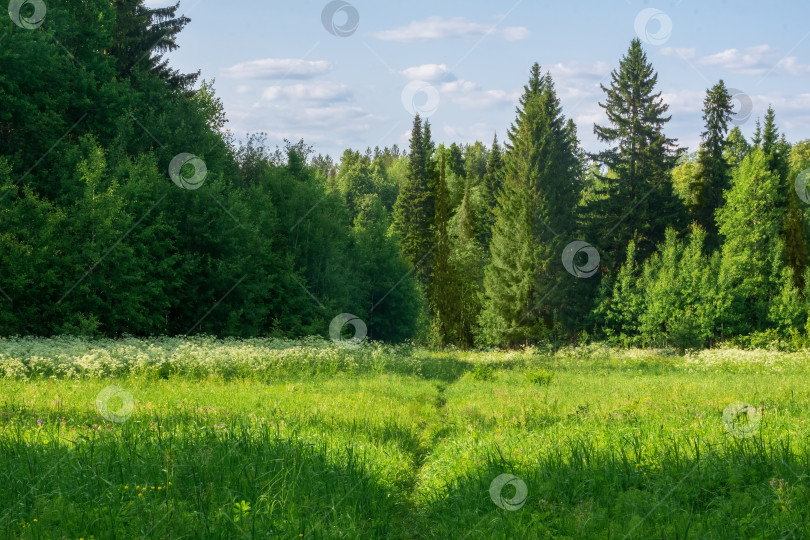 Скачать природный ландшафт, солнечная поляна в летнем лесу с тропинкой фотосток Ozero