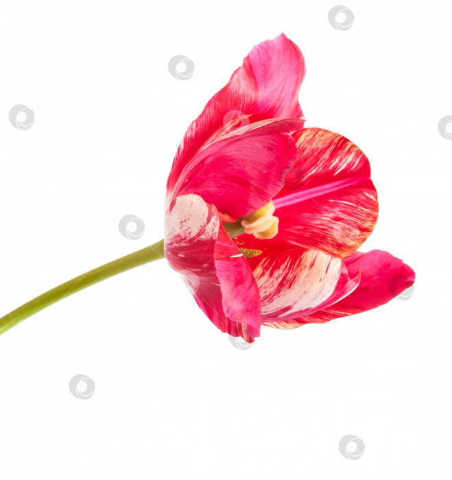 Скачать красный тюльпан с белыми прожилками. изолированный на белом фоне фотосток Ozero