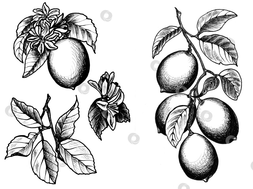 Скачать Набор графических рисунков лимона с листьями и цветами. фотосток Ozero