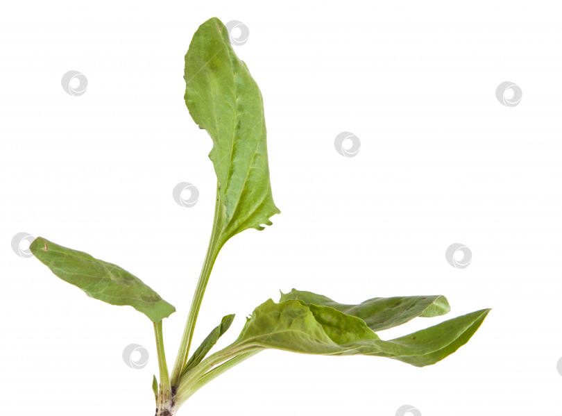 Скачать Зеленые листья подорожника. Изолированный на белом фоне фотосток Ozero