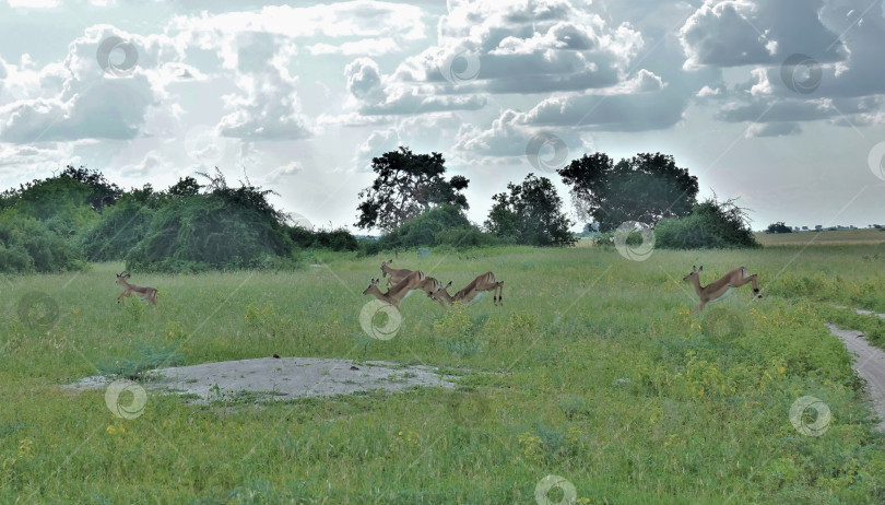 Скачать Антилопы импала скачут галопом по лугу, покрытому зеленой травой. фотосток Ozero