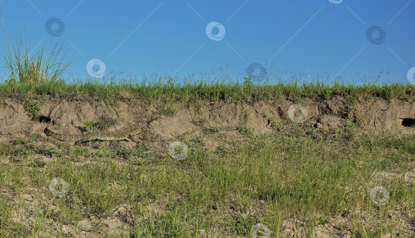 Скачать По склону холма бродит варан. Камуфляжный цвет фотосток Ozero