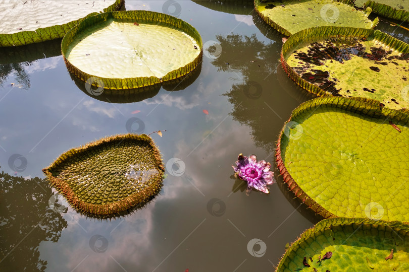 Скачать В пруду плавают огромные зеленые листья с боковинами водяной лилии Виктория Амазоника. фотосток Ozero