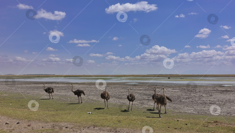 Скачать Семейство африканских страусов с коричневым пушистым оперением прогуливается по саванне. фотосток Ozero