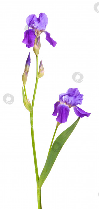 Скачать цветок пурпурного ириса. Изолированный на белом фоне фотосток Ozero