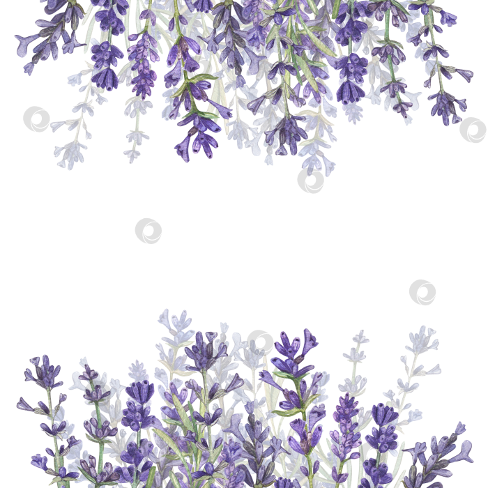 Скачать Квадратная рамка с лавандой и местом для текста. Акварельная иллюстрация провансальских цветов. Французский стиль. Ароматерапия. Ботаническая иллюстрация цветов. Подходит для открыток, упаковок фотосток Ozero