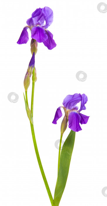 Скачать цветок пурпурного ириса. Изолированный на белом фоне фотосток Ozero