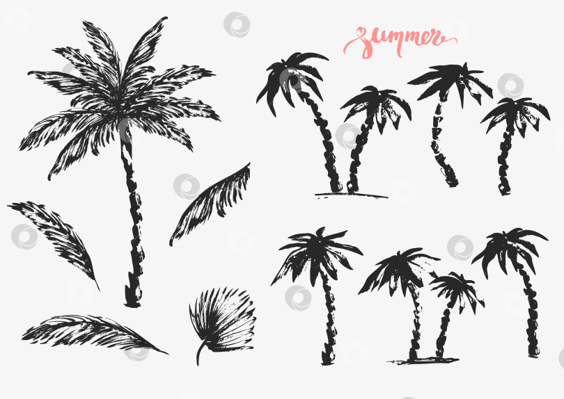 Скачать Набор эскизов черными чернилами с нарисованными от руки пальмами и листьями. фотосток Ozero