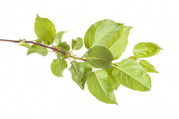 [object Object] undefined