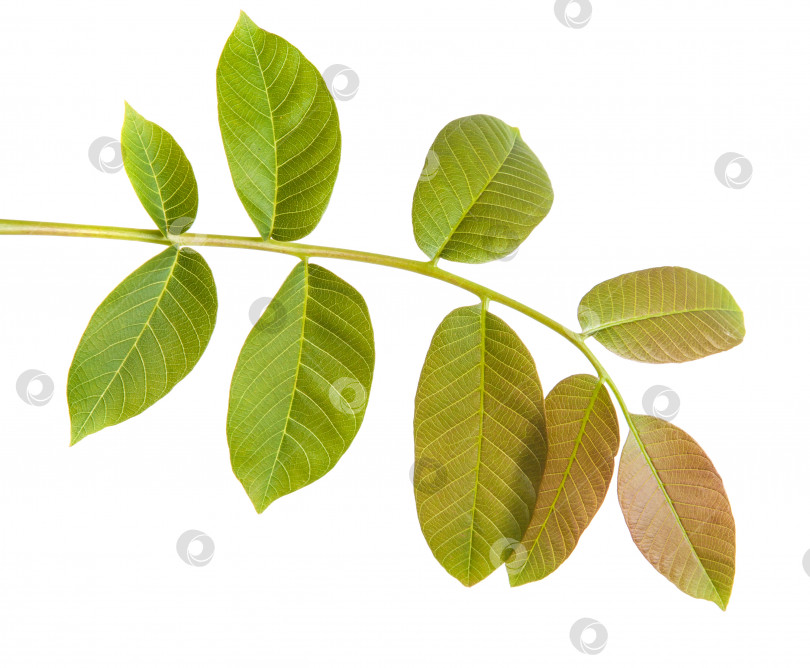 Скачать листья грецкого ореха на ветке. изолированный на белом фоне фотосток Ozero