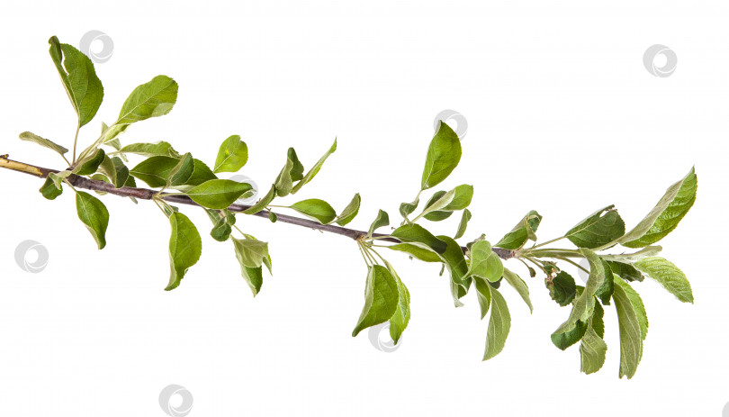 Скачать ветка яблони с зелеными листьями. Изолированный на белом фоне фотосток Ozero