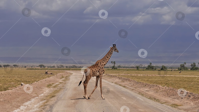 Скачать Грациозный жираф медленно пересекает грунтовую дорогу в саванне. фотосток Ozero