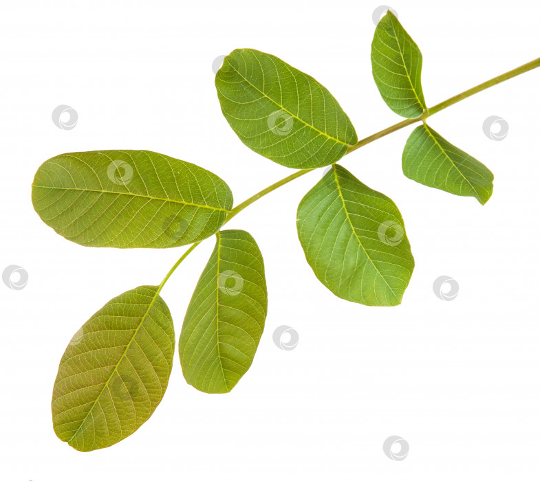 Скачать листья грецкого ореха на ветке. изолированный на белом фоне фотосток Ozero