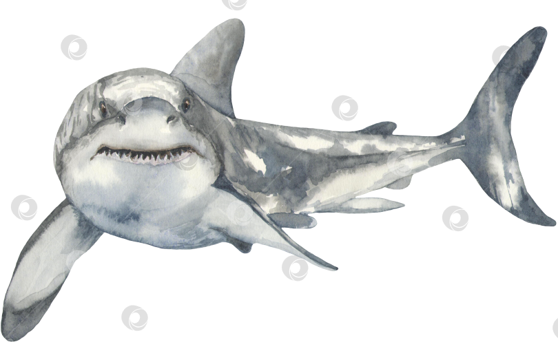 Скачать Акварельная белая акула фотосток Ozero