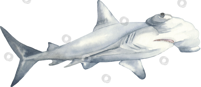Скачать Акварельный рисунок акулы-молот фотосток Ozero