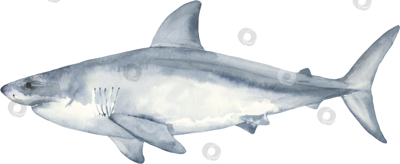 Скачать Рисунок белой акулы фотосток Ozero