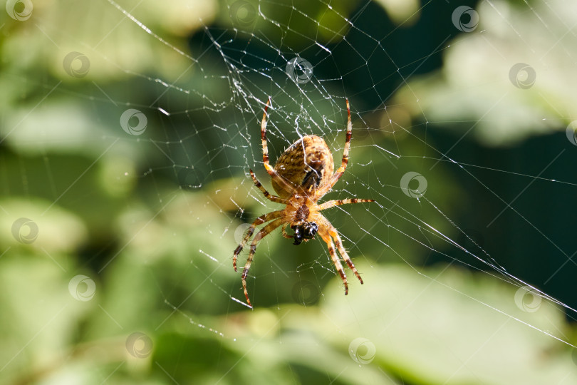 Скачать Паук-крестовик сидит в центре паутины и поджидает добычу, попавшую в паутину. фотосток Ozero